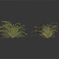 Four Green Herbaceous Plants With Slender Leaves In Natural Growth On White Background