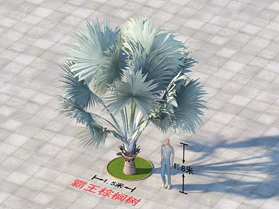 Bismarck Palm With Large Silver Fronds 6 Meters Height 1.5 Meters Trunk On Stone Pavement 3d model