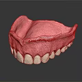Human Mandible Anatomical Model With White Teeth And Pink Gum Structure