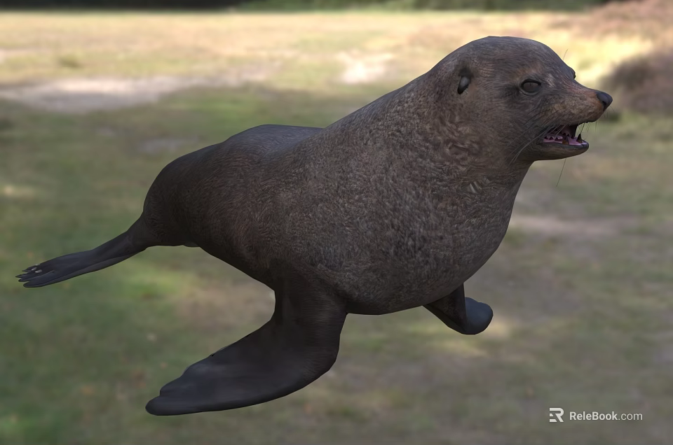 Brown Sea Lion Displaying Open Mouth In Natural Shore Setting With Green Grass And Sand 3d model 