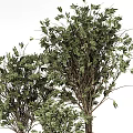 Bonsai Potted Plants with Leafy Trees and Fern in White Textured Cylindrical Pots
