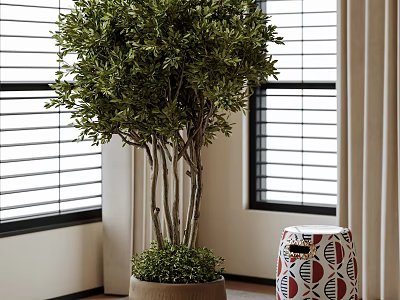 Indoor Potted Olive Tree With Multiple Trunks In Terracotta Pot By Window With Blinds 3d model