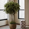 Indoor Potted Olive Tree With Multiple Trunks In Terracotta Pot By Window With Blinds