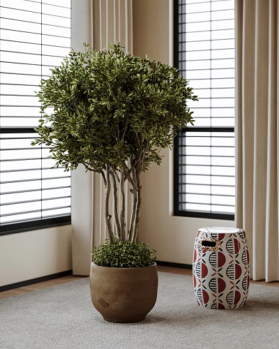 Indoor Potted Olive Tree With Multiple Trunks In Terracotta Pot By Window With Blinds 3d model