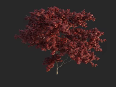 Vibrant Red Leaf Arbor With Dense Foliage Isolated On Black Background 3d model