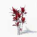 Red Leaf Arbor With Slender Stems Vibrant Red Leaves And Lush Branch Growth