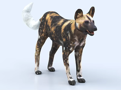 African Wild Dog With Brown Black Spots And White Tail Standing On Light Blue Background 3d model