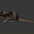 Brown Rat With Detailed Fur Large Ears And Long Tail Standing On Reflective Dark Surface