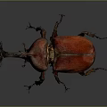 Red Beetle With Single Horn On Gray Background Close Up View 3d model