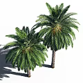 Palm Trees With Textured Trunks Lush Green Fronds And Person Silhouette At Base