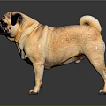 Adorable Light Brown Pug Standing on Dark Background with Shiny Reflection