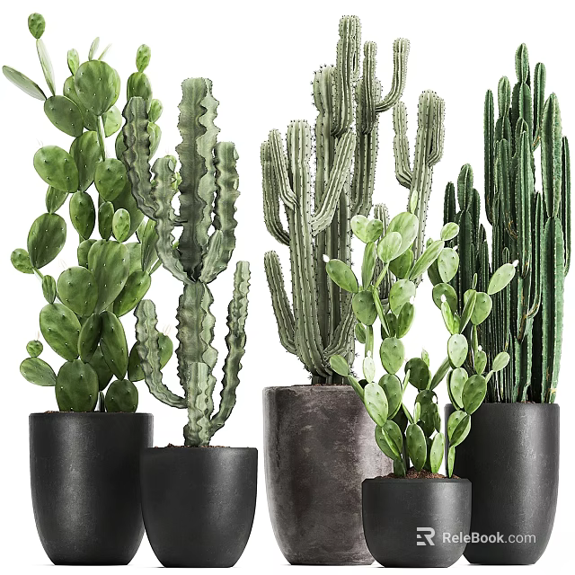 Elegant Garden Decorative Pieces with Different Cacti Types in Black Pots 3d model 