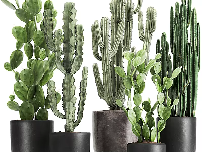 Elegant Garden Decorative Pieces with Different Cacti Types in Black Pots 3d model