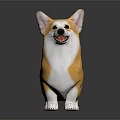 Yellow And White Corgi Dog Standing On Black Background With Adorable Cute Look