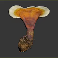 Natural Ganoderma Mushroom With Orange Red White Fan Shaped Cap And Brown Base