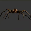 Brown Spider With Long Legs And White Stripe On Dark Background