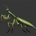 Realistic Green Mantis Featuring Detailed Body Structure Long Forelegs And Antennae