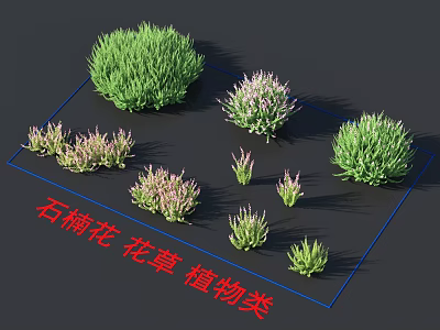 Different Heather Flowers and Green Plants Perfect for Garden Decoration 3d model