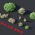 Different Heather Flowers and Green Plants Perfect for Garden Decoration