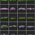 Ornamental Flowers and Grasses Featuring Purple Blooms and Green Foliage Varieties