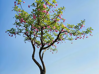 Lush Tree With Curved Trunk Green Leaves And Pink Flowers Against Blue Sky 3d model