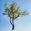 Lush Tree With Curved Trunk Green Leaves And Pink Flowers Against Blue Sky