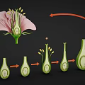 Plant Growth Stages From Flower Structure To Seed Development Process