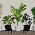 Indoor Potted Plants With Green Foliage In White Black Pots On Metal Stands Wooden Floor