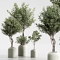 Lush Green Bonsai Trees With Twisted Trunks In White Ceramic Pots 3d model