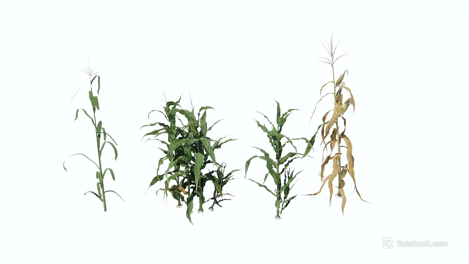Garden Landscape Displaying Corn Plants In Various Growth Stages With Green And Yellowing Leaves 3d model 