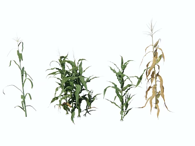 Garden Landscape Displaying Corn Plants In Various Growth Stages With Green And Yellowing Leaves 3d model