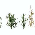 Garden Landscape Displaying Corn Plants In Various Growth Stages With Green And Yellowing Leaves