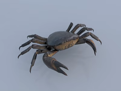 Dark Colored Crab With Large Claws And Multiple Legs On Light Background 3d model