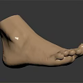 Man's Light Brown Foot 3D Model With Realistic Anatomical Details And Reflection On Black Background