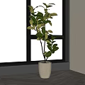 Indoor Potted Plant With Green Leaves In White Ceramic Pot By Window With White Curtains