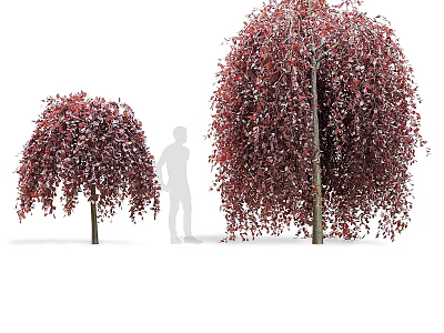 Red Shrubs with Drooping Red Foliage Two Sizes and Human Silhouette for Garden Landscaping 3d model