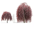 Red Shrubs with Drooping Red Foliage Two Sizes and Human Silhouette for Garden Landscaping