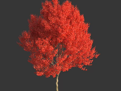 Vibrant Red Leaf Arbor With Dense Lush Foliage Against Dark Background 3d model