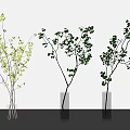 Three Transparent Vases With White Flowers And Green Branches On White Background