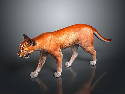 Orange Wild Cat Standing Alert On Dark Background With Shiny Reflective Floor 3d model