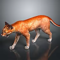 Orange Wild Cat Standing Alert On Dark Background With Shiny Reflective Floor