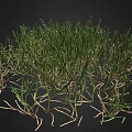 Green Grass Plant with Exposed Roots Growing on Black Background