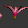 Vibrant Pink Flowers Featuring Blooming and Budding Blooms on Dark Background with Reflections