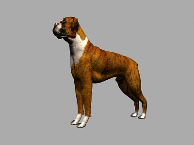 Animal Dog 3d model