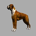 Animal Dog 3d model