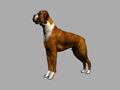 3D Model Of Standing Boxer Dog With Brown White Coat 3d model 3D Model Of Standing Boxer Dog With Brown White Coat 3d model