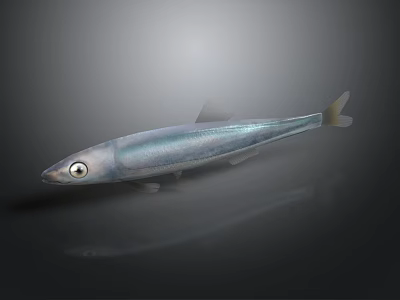Silver Fish With Shiny Body And Large Eye On Dark Background With Reflection 3d model
