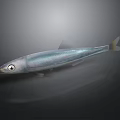 Silver Fish With Shiny Body And Large Eye On Dark Background With Reflection