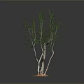 Green Foliage Plant with Multiple Trunks and Orange Base on Dark Background