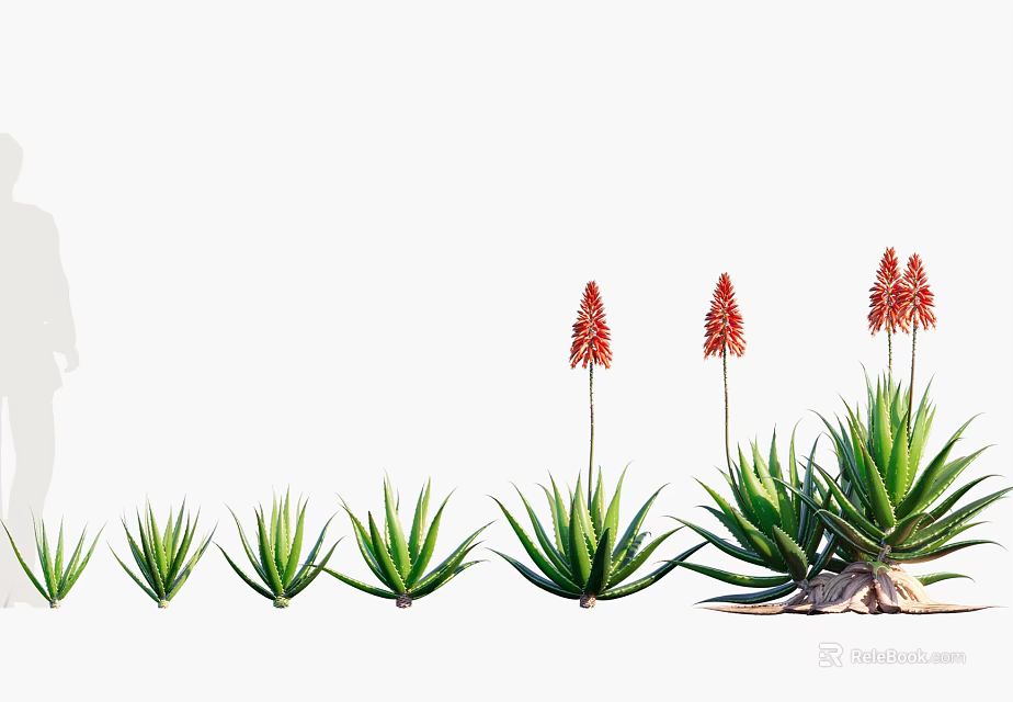 Aloe Vera Succulent Plants in Various Sizes with Blooming Red Flowers on Tall Stems 3d model 